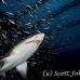 shark_tiger_sand_atlas_h_0019_nca0222.jpg